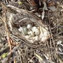 Snow bunting eggs in the nest.